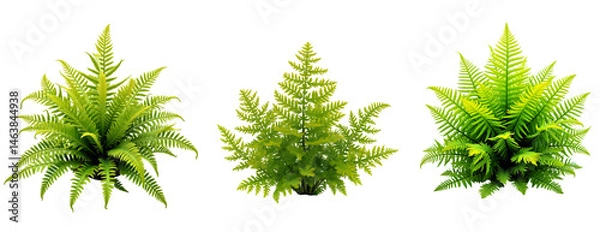 Fototapeta Fern clumps isolated on background
