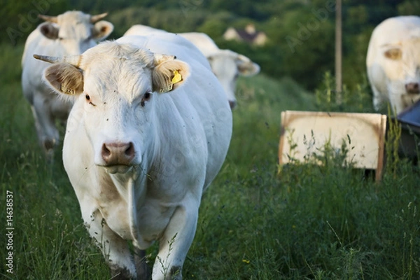 Fototapeta Troupe de taurillons