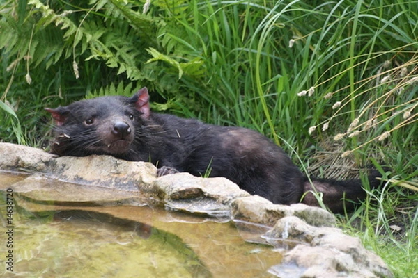 Obraz Tasmanischer Teufel
