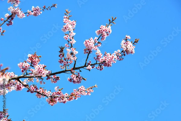 Fototapeta 日立紅寒桜