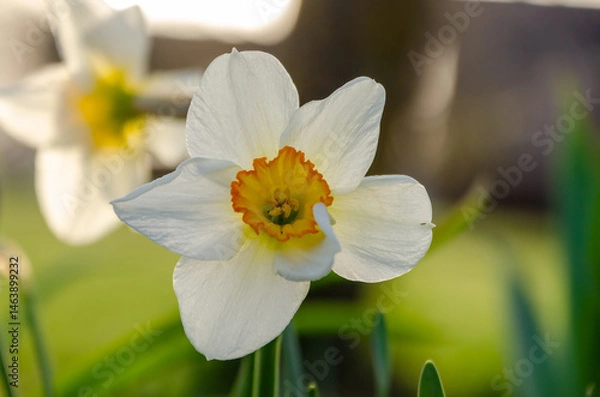 Obraz White daffodil narcissus blooming in a lush green meadow. A delicate wildflower in focus, soft natural light, low-angle macro shot, vibrant meadow setting, emphasizing nature's beauty and serenity.