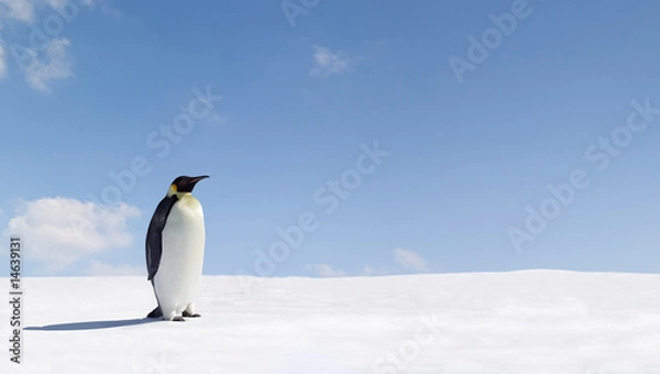 Obraz Emperor Penguin