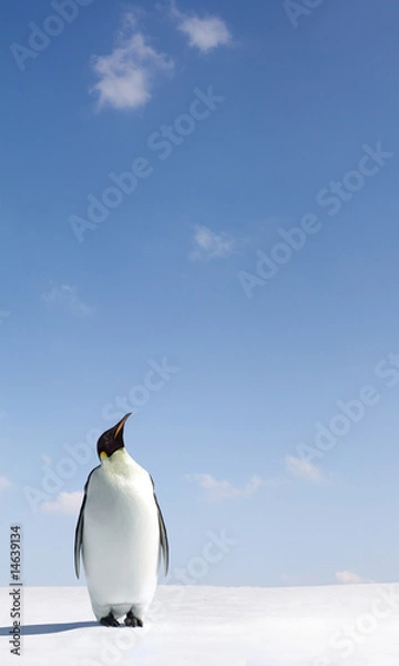 Obraz Patrząc w górę