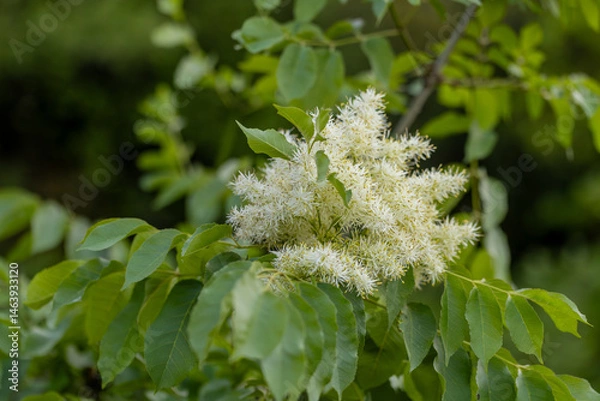Fototapeta Tree lilac. Japanese tree lilac, Syringa reticulata, is a species of flowering plant in the family Oleaceae. It is native to East Asia and grown as an ornamental plant in Europe and North America.