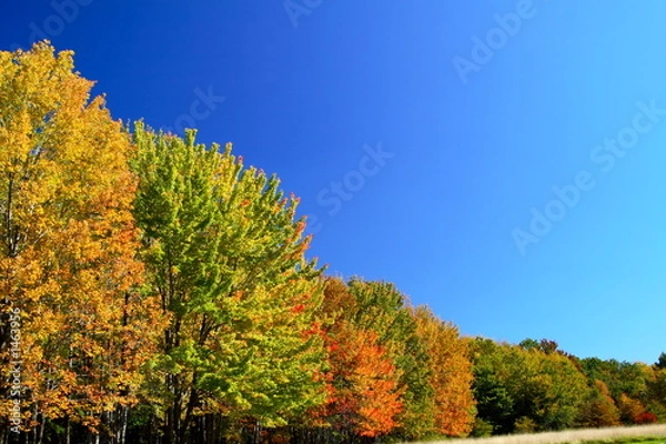 Obraz fall in perspective