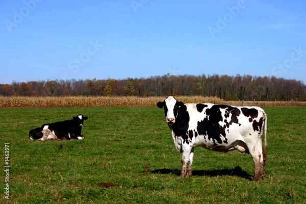 Fototapeta cows in field