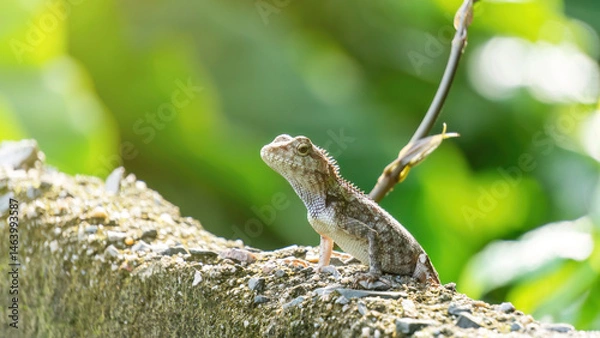 Fototapeta Close-up of a lizard in a garden.