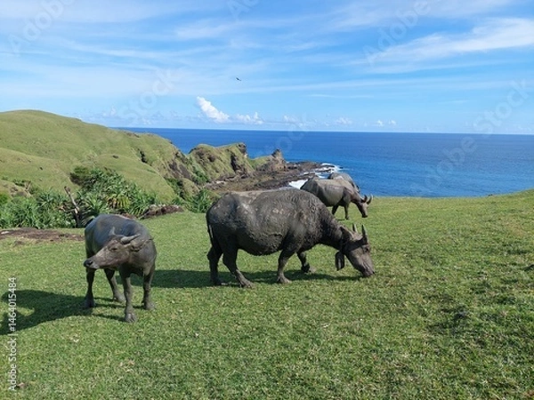 Obraz Buffalos in the field