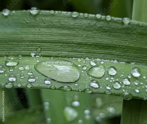 Obraz Spring raindrops that remain on broad or tall leaves of plants for some time. Wild or ornamental flowers that nourish the plant during the spring, active growth of the crop