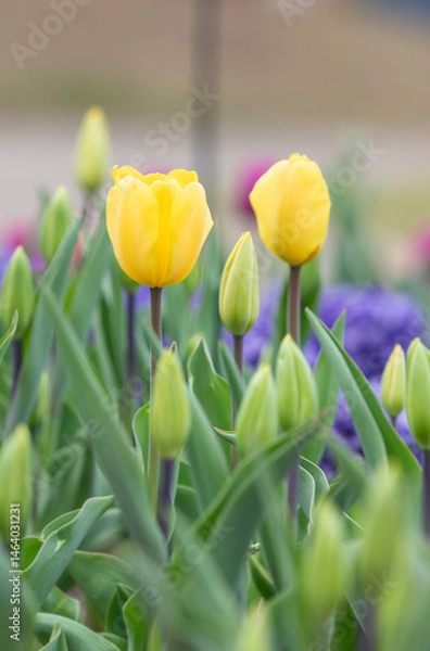 Obraz Yellow garden tulips blooming in the park garden.