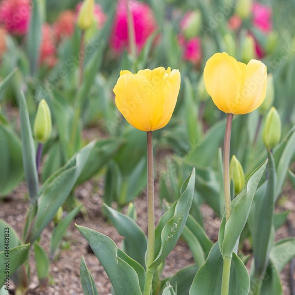 Obraz Yellow garden tulips blooming in the park garden.