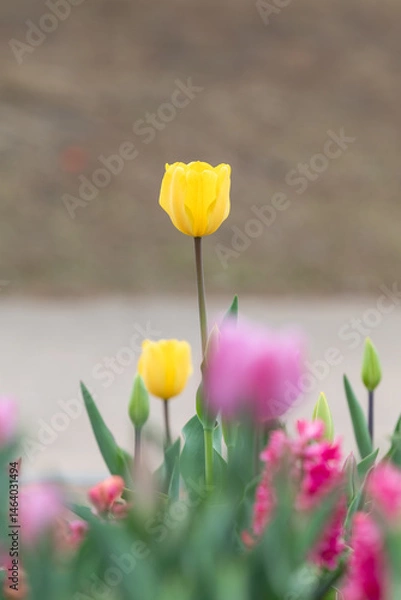 Obraz Yellow garden tulips blooming in the park garden.