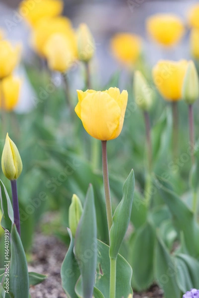 Obraz Yellow garden tulips blooming in the park garden.