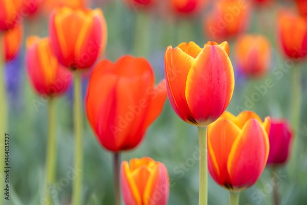 Obraz In a park garden, I discovered garden tulips with red petals bordered by yellow.