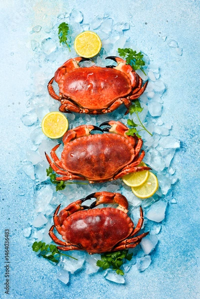 Obraz Boiled crabs on ice. big red crabs laid out on a blue background. Top view.