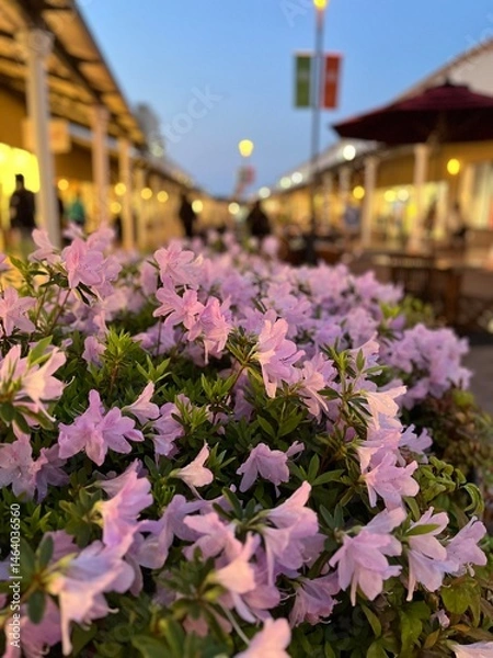 Obraz 夕暮れに咲くピンクのツツジの花2