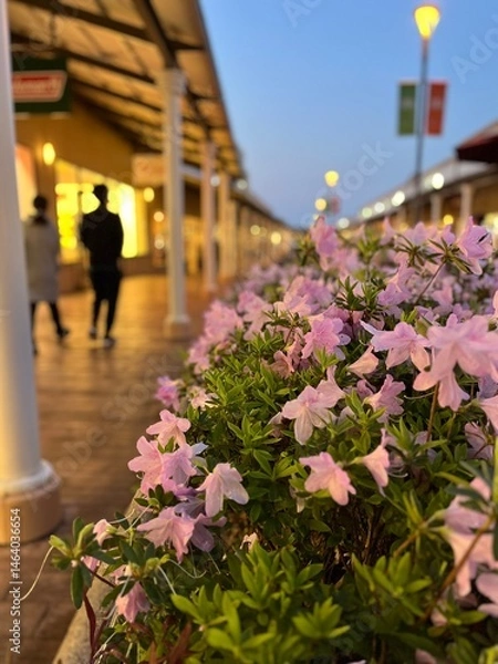 Obraz 夕暮れに咲くピンクのツツジの花1