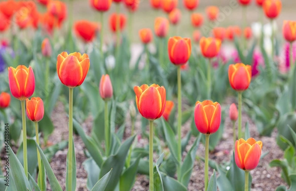 Obraz In a park garden, I discovered garden tulips with red petals bordered by yellow.