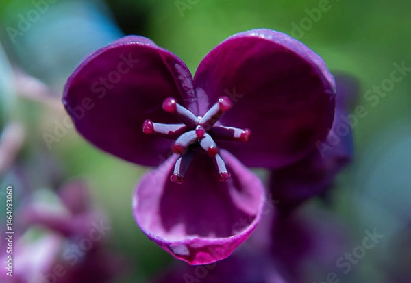 Fototapeta Chocolate Vine (Akebia quinata) in a garden in Suffolk, UK
