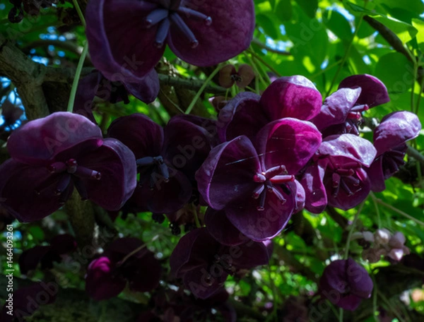 Fototapeta Chocolate Vine (Akebia quinata) in a garden in Suffolk, UK