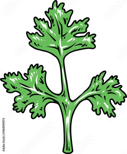Obraz parsley illustration