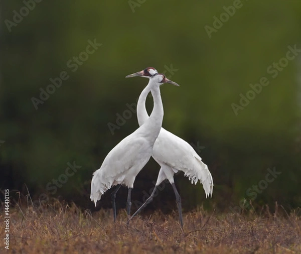 Obraz Crane Crossing - Two adult whooping cranes cross in opposite directions providing maximum oversight for predators and other threats. 