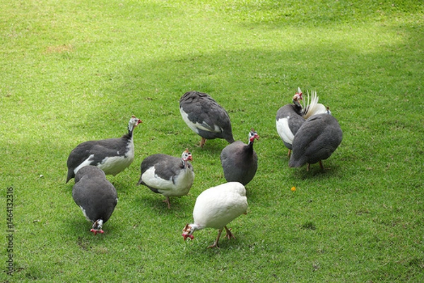 Obraz A group of beautiful Helmeted Guineafowl (Numida meleagris), guineafowl, guineahen walking on green grass in the garden.