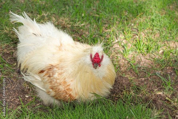 Obraz A beautiful of white Brahma chicken on a green field.