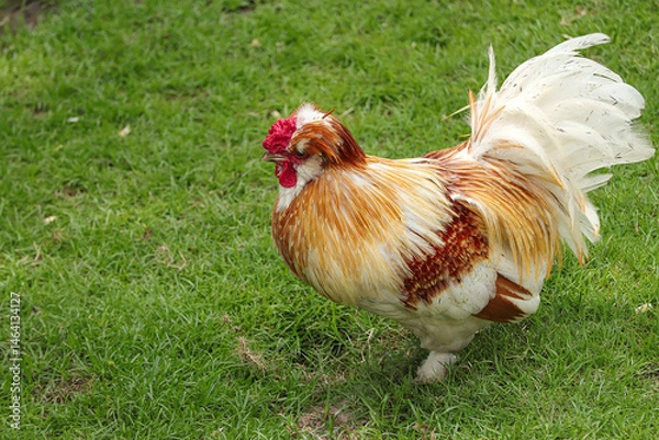 Fototapeta A beautiful of white Brahma chicken on a green field.