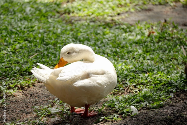 Fototapeta White duck standing in a grassy area by a body of water. 