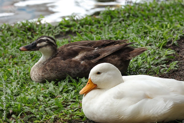 Fototapeta White duck and brown are standing in a grassy area by a body of water. 