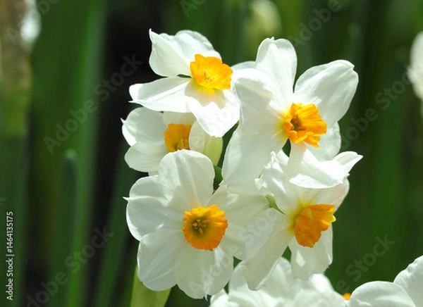 Fototapeta Beautiful blooming of daffodil in white and orange colors in the garden. yellow jonquil, rush daffodil, Narcissus jonquilla