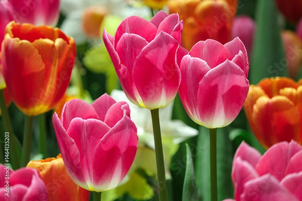 Fototapeta Beautiful of Tulips flowers blooming in the colorful background. pink tulip flowers blooming