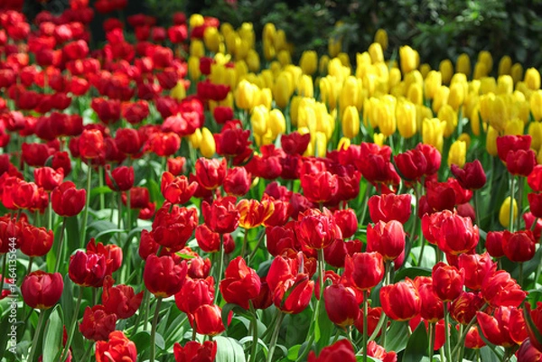 Fototapeta Beautiful of Tulips flowers blooming in the colorful background. Red and yellow Tulip flowers blooming