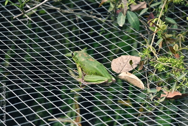Fototapeta green frog