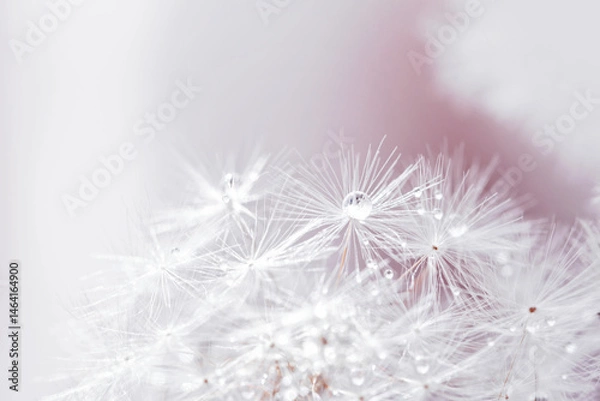 Fototapeta Macro nature. Beautiful dew drops on dandelion seed macro. Beautiful soft background. Water drops on parachutes dandelion. Copy space. soft focus on water droplets. circular shape, abstract background