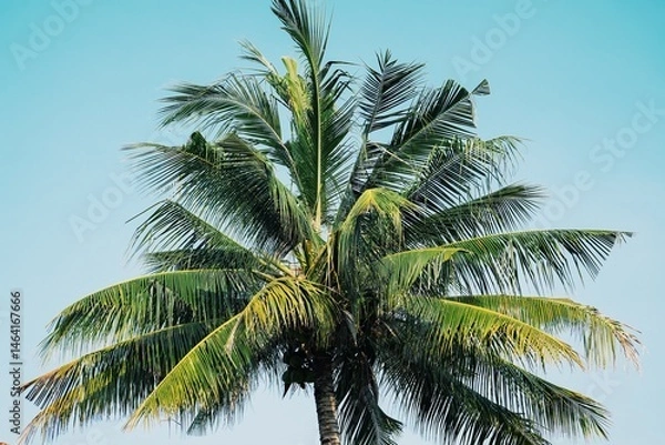 Fototapeta Coconut palm tree against with blue sky and white cloud.
