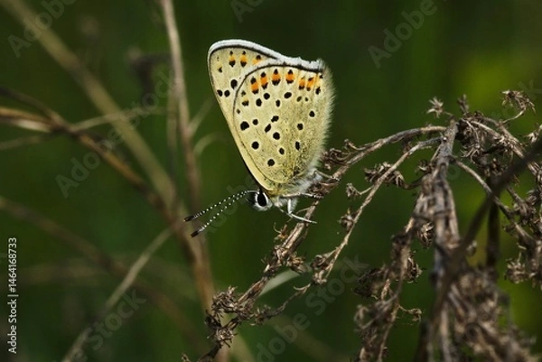 Fototapeta butterfly on green leaf