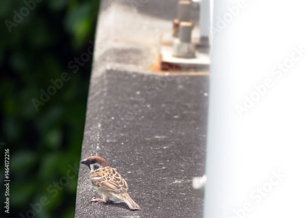 Fototapeta スズメの笑顔