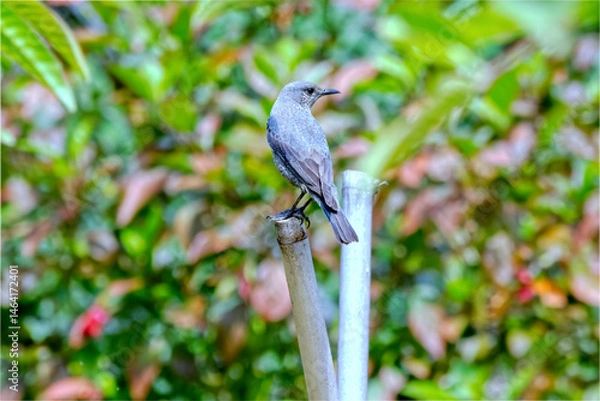 Fototapeta イソヒヨドリの鳴き声