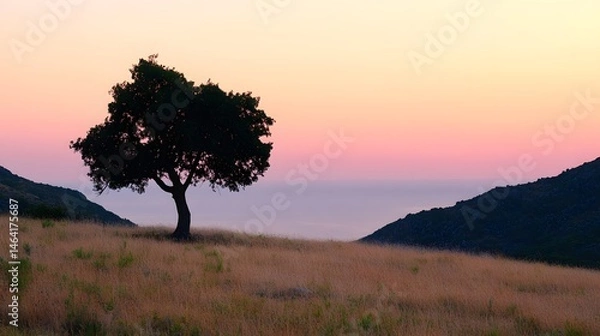 Fototapeta Solitary tree atop a hilltop field at dawn.