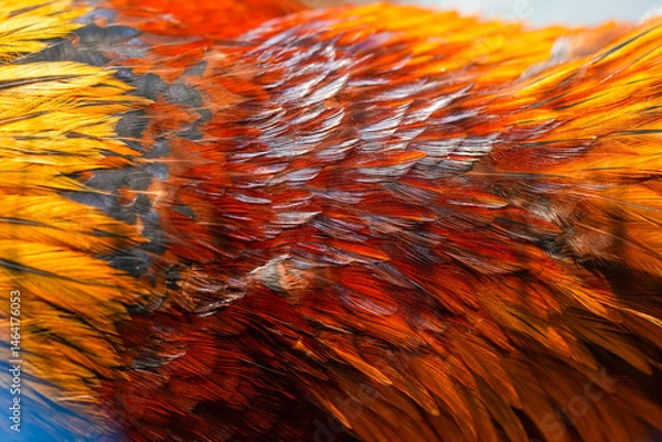 Fototapeta Macro photo of beautiful colorful chicken feathers.
