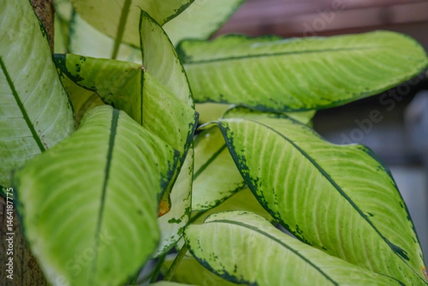 Obraz Beautiful natural patterned trees