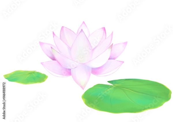 Fototapeta 美しい蓮の水彩イラスト素材