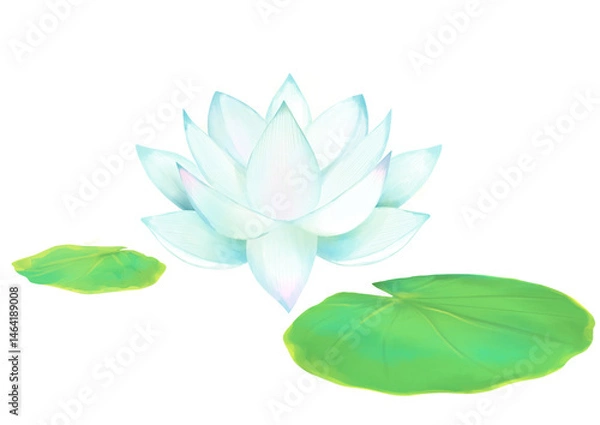 Fototapeta 美しい蓮の水彩イラスト素材