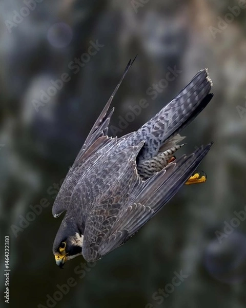 Obraz Peregrine falcon in a dynamic flight pose against a blurred background. Capturing the speed and agility of this magnificent bird of prey.
