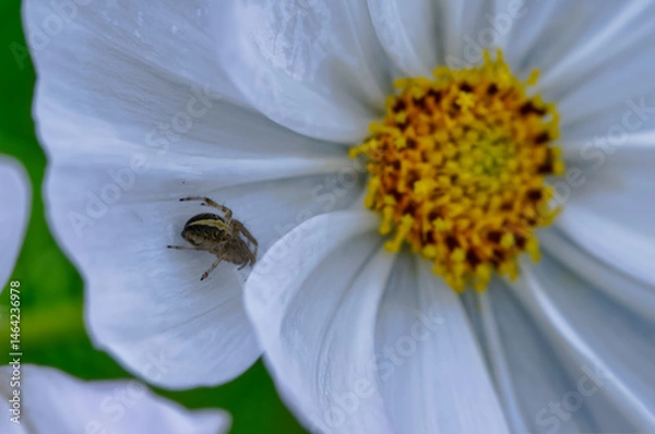 Obraz 蜘蛛の道すがり