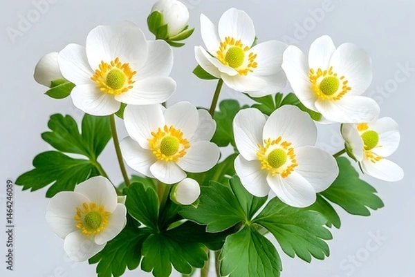 Fototapeta Delicate bouquet of pristine white flowers with yellow centers and vibrant green foliage against a muted grey backdrop
