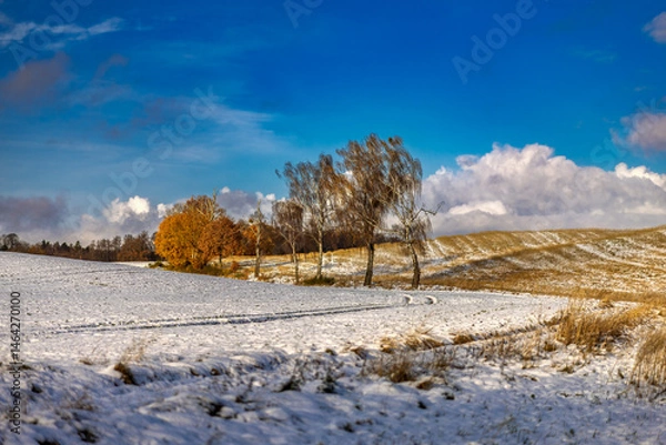 Obraz Polna droga z brzozami. Zamarznięte ośnieżone pole. Pomorze zachodnie