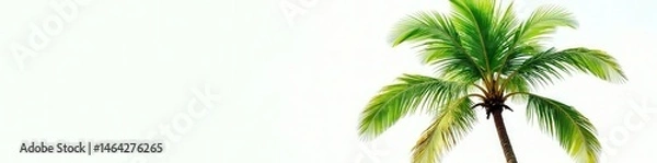 Fototapeta Single coconut palm tree, lush green leaves, white background, white background, vibrant green